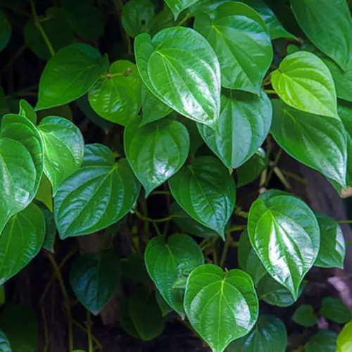 CHIẾT XUẤT TRẦU KHÔNG (Kháng viêm)